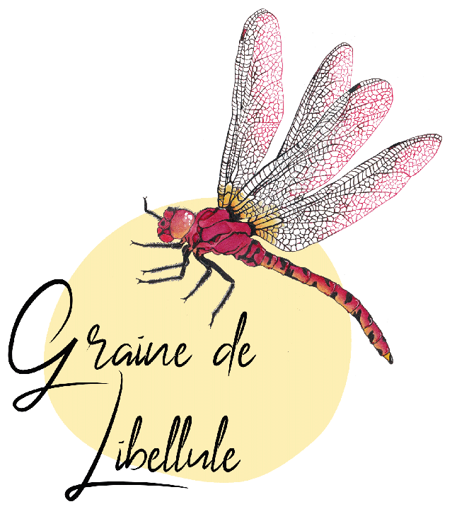 Graine de Libellule